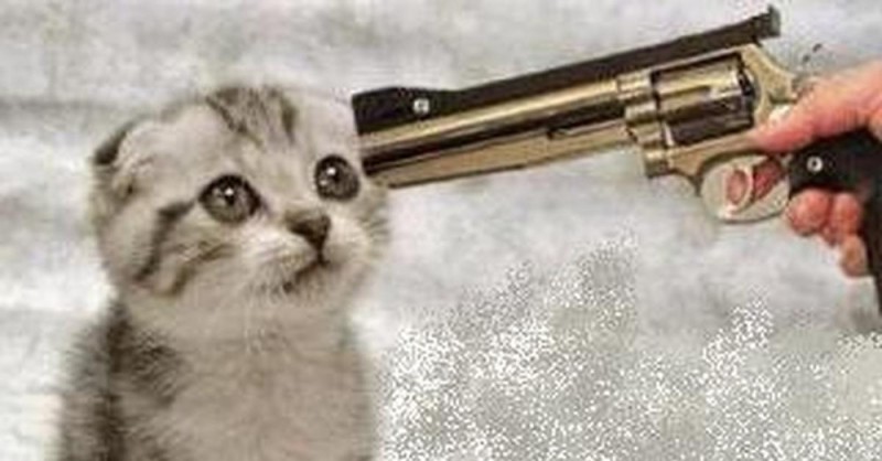 Create meme: a cat with a gun, cat with guns, kitten with a gun