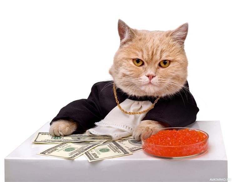 Create meme: rich cat, cat , cat and money