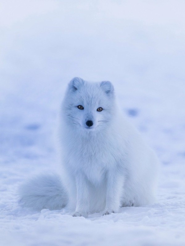 Создать мем: песец полярная лиса, песец зимой, песец