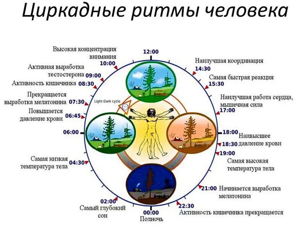 Проект по биологии биоритмы внутренние часы человека