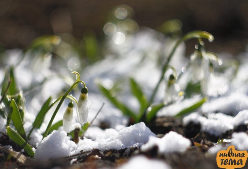 Create meme: snowdrops , spring thawed snowdrops nature, spring melts snow