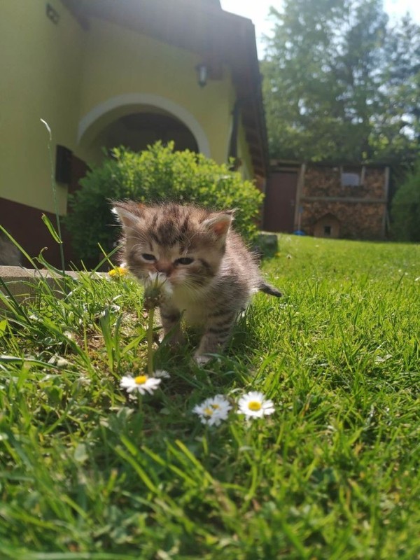 Create meme: kitten garden, kitty , kitten in the grass