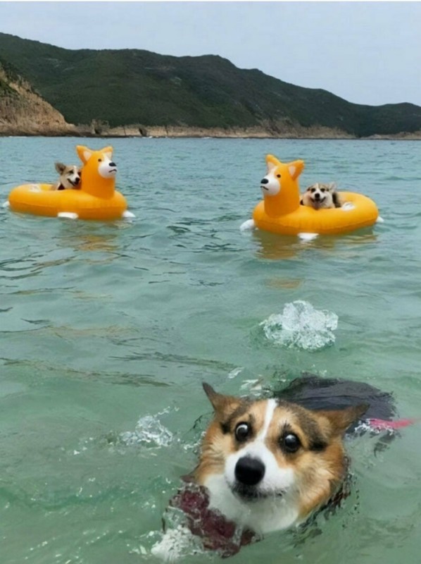 Создать мем: плавательный круг корги, собака в бассейне корги, корги плывет