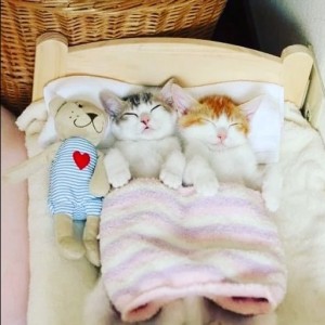 Создать мем: котики, животные милые, спящие коты смешные