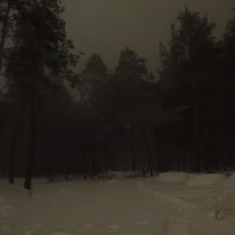 Create meme: night in the woods, gloomy winter forest, the forest dark