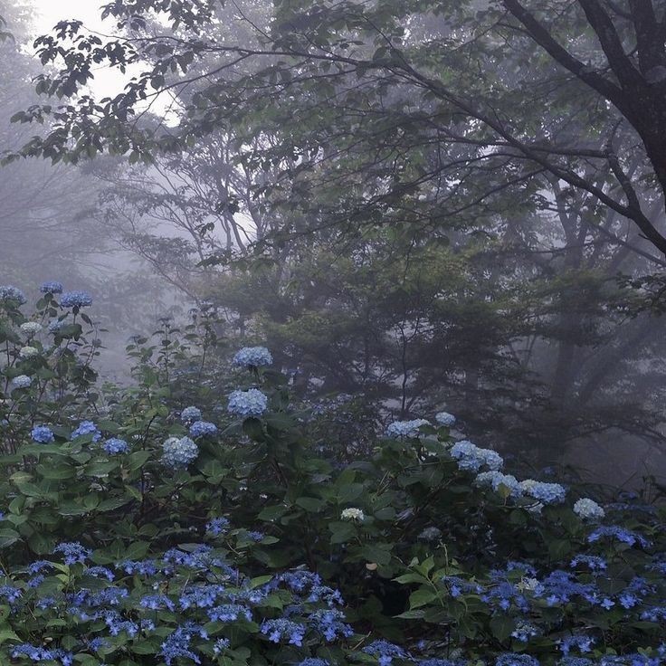 Create meme: the garden in the fog, hydrangea of the forest, flowers 
