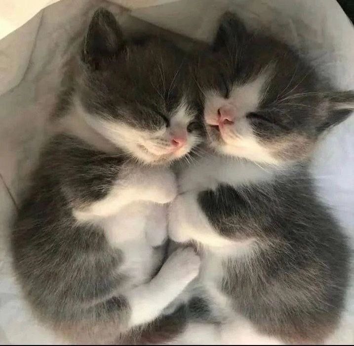 Create meme: cute kittens, cuddling kittens, cute cats 