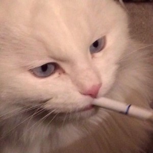 Create meme: cat with a cigarette