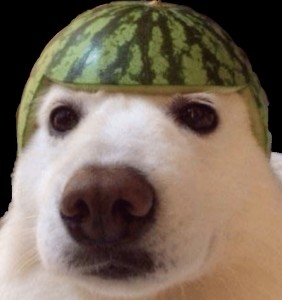 Создать мем: котик в шапке мем, собака, собака в космосе мем