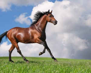 Create meme: caballo, horse, chestnut