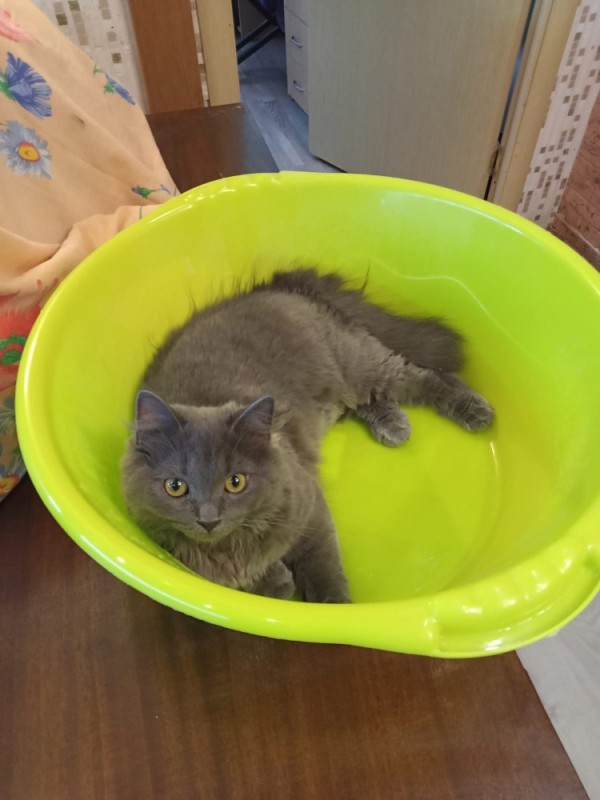 Create meme: the cat in the basin, a cat in a basin, seal in the basin