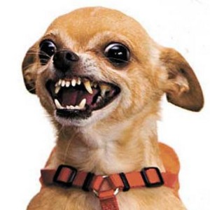 Создать мем: собака породы чихуахуа, собака чихуахуа, злая чихуахуа