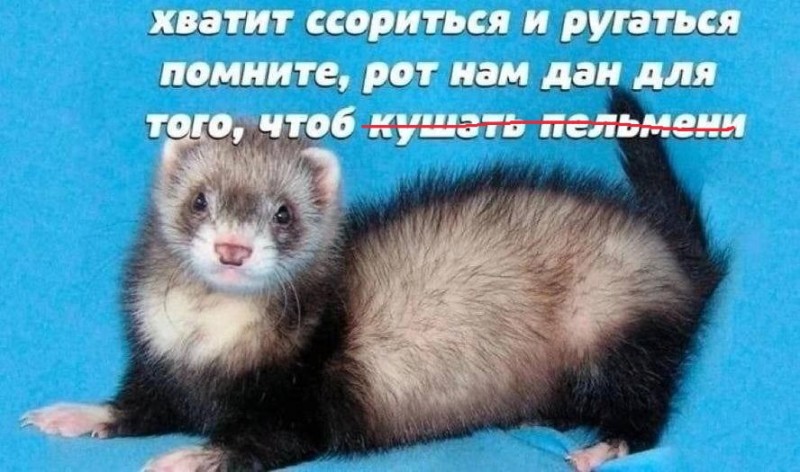 Create meme: ferret, ferret weasel, ferrets are domestic