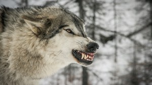 Create meme: wolf, the wolf growls, the wolf grins