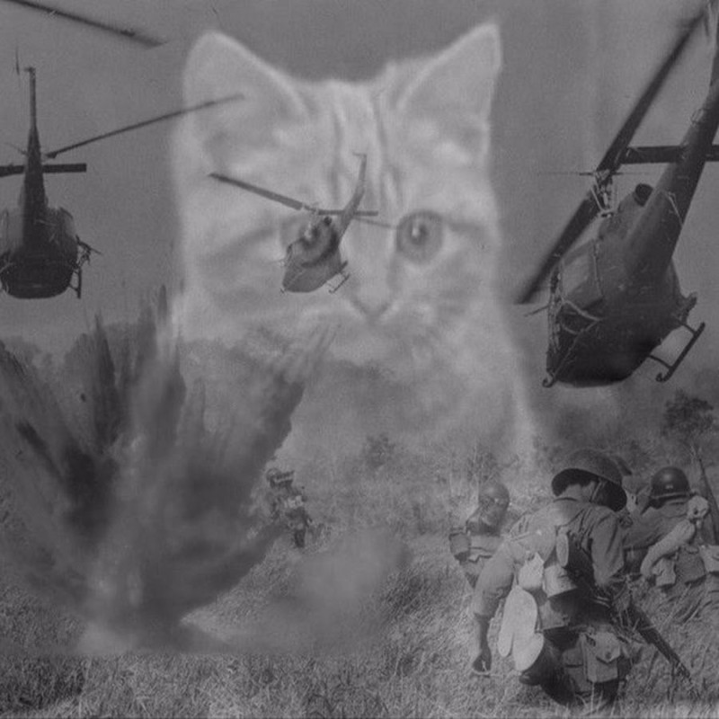 Create meme: the Vietnam flashbacks , Vietnam flashback cat, cat flashbacks