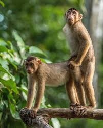 Create meme: monkeys', monkey, monkey 