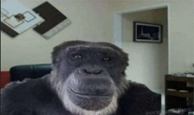 Создать мем: обезьяна домашняя, смешные обезьяны, жак фреско обезьяна