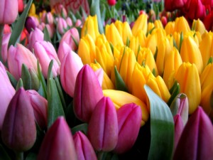 Create meme: March, happy spring, tulips