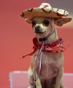 Create meme: Chihuahua, Chihuahua dog