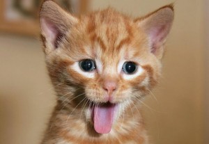 Создать мем: кот рыжий, испуганный рыжий котенок, милые котики смешные