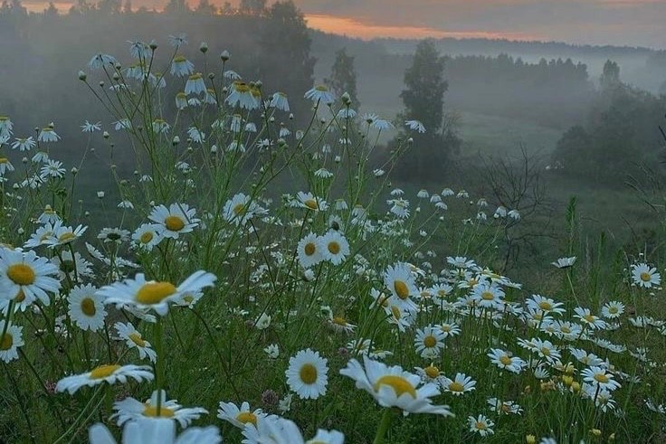 Create meme: chamomile field, landscape with daisies, landscape 