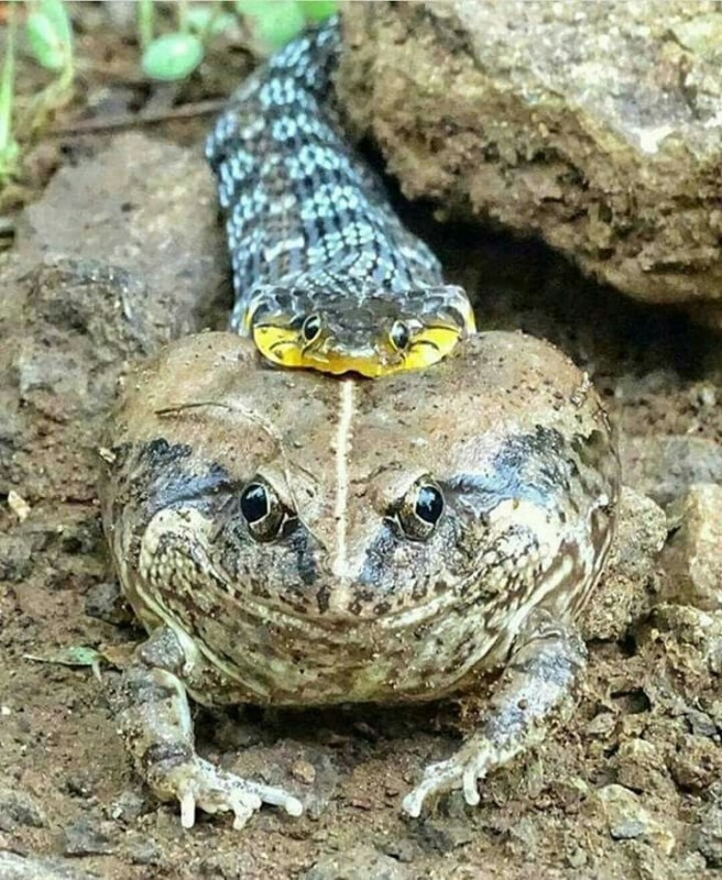 Create meme: toad, the grey amphibian toad, frog toad