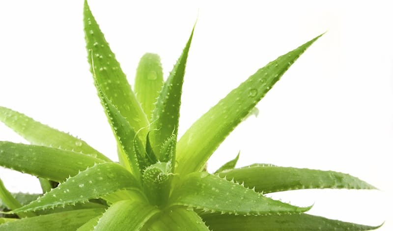 Create meme: aloe, aloe juice, aloevera