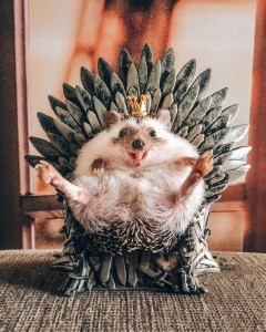 Create meme: hedgehog Herbie, hedgehog, hedgehog in the crown