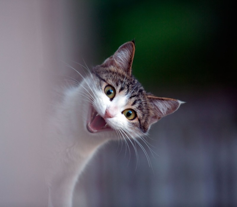 Create meme: smiling cat , screaming cat , laughing cat 