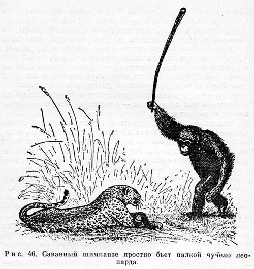 Create meme: Bund Savannah chimpanzees, savanna chimpanzee violently beats a stuffed leopard with a stick, Savannah chimpanzees