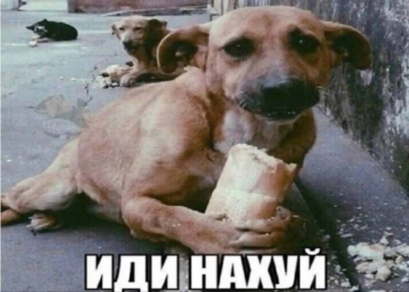 Create meme: dog , stray dogs , a dog with bread in its paws