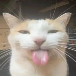 Create meme: The bleh cat, silly cat , The cat shows his tongue