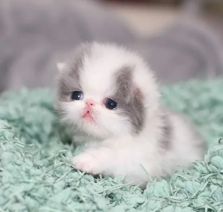 Create meme: white persian kitten, cute little cats, Persian cat 