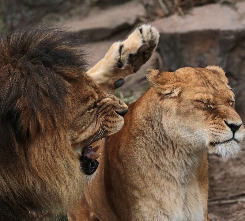 Create meme: Leo , lioness with a lion cub, lion and lioness love