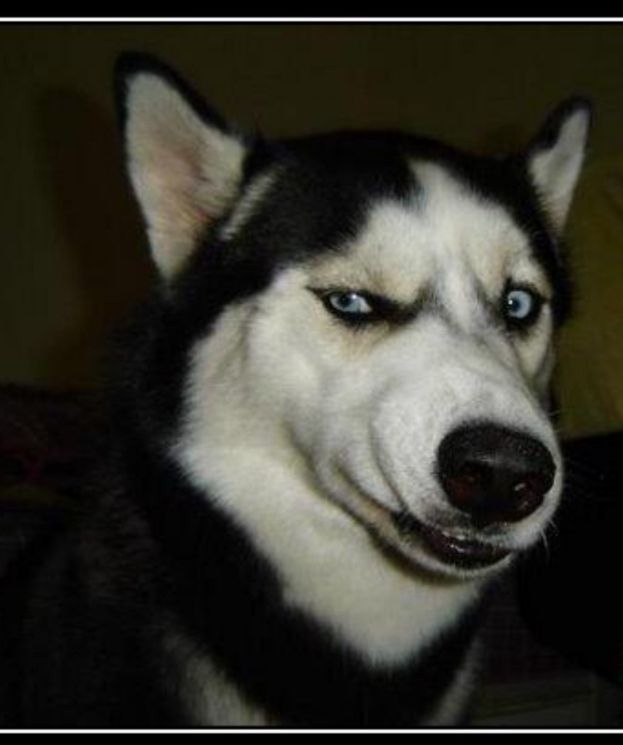 Create meme: dog podozrevala husky, Husky is calling, dog podozrevala 