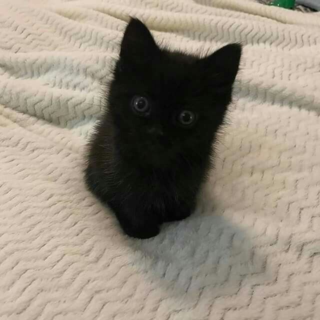 Create meme: the black kitten is fluffy, black cat , little black kitten