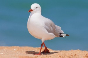 Create meme: bird, seagull, gull