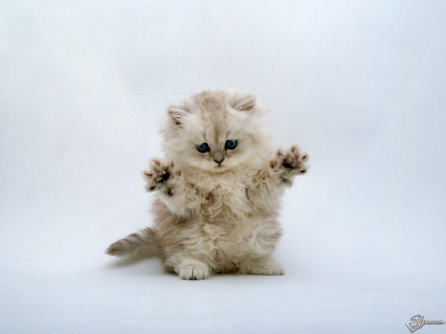 Create meme: white fluffy kitten, little fluffy kittens, kittens are cute and fluffy