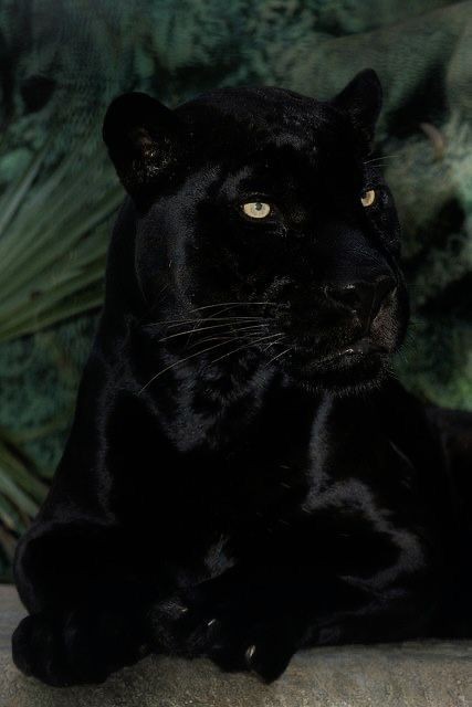 Create meme: black panther, black jaguar, black panther jaguar melanist