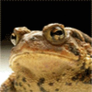 Create meme: elder frog, frog, American toad
