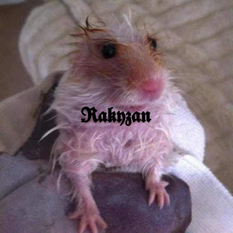 Create meme: hamster , hamster funny, the Syrian hamster 