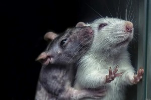 Create meme: rat Pasyuk, mouse rat, rat animal