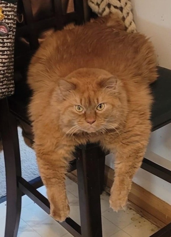 Create meme: red cat , fat cat , fat cat 