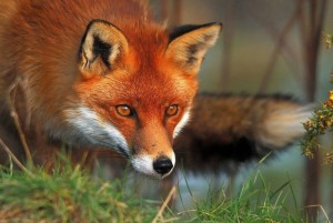 Создать мем: лиса патрикеевна, fox, бешенство животных