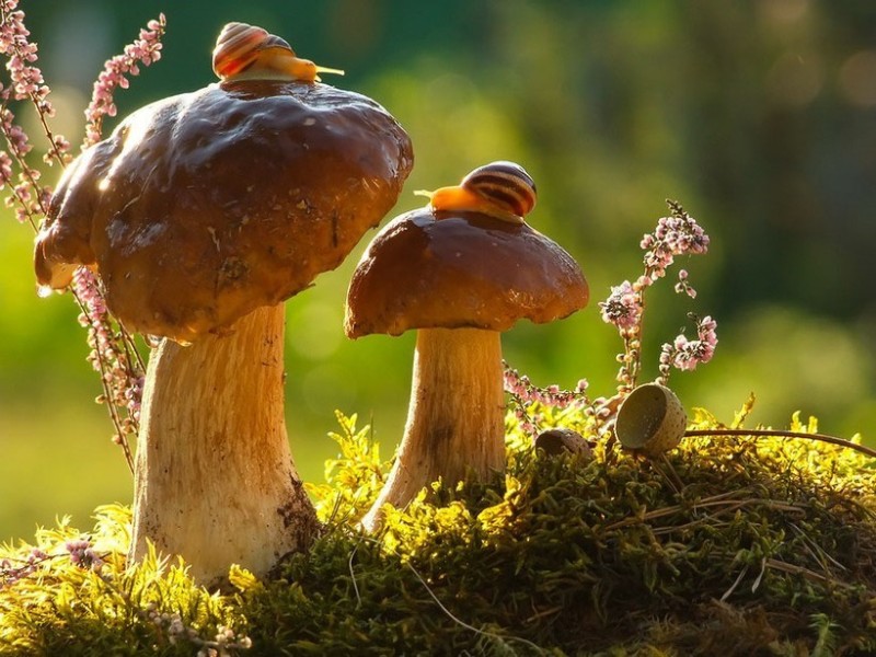 Создать мем: макромир грибы улитки, осенние грибы, грибы лес