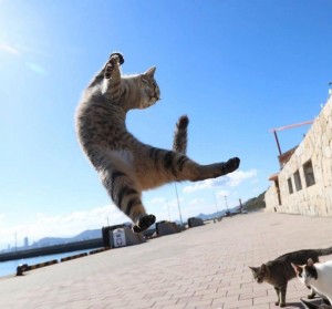 Создать мем: танцующий кот, кошка, летящий кот