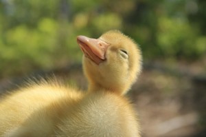Create meme: duck, funny ducklings, happy duck