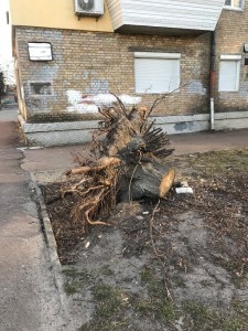 Create meme: tree, after the hurricane