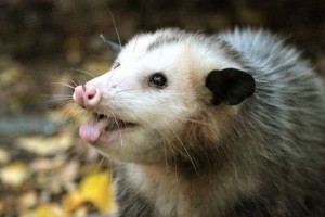 Create meme: Virginia opossum, opossums