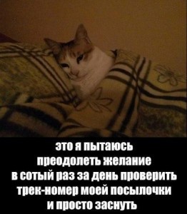 Создать мем: котик спит мем, Текст, котик под одеялом мемы